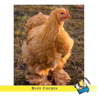 Buff Cochin Standard Chicken