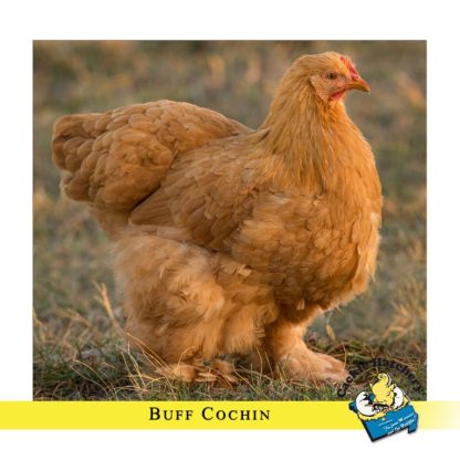 Buff Cochin Standard Chicken