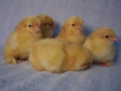 Buff Cochin Standard Chicks