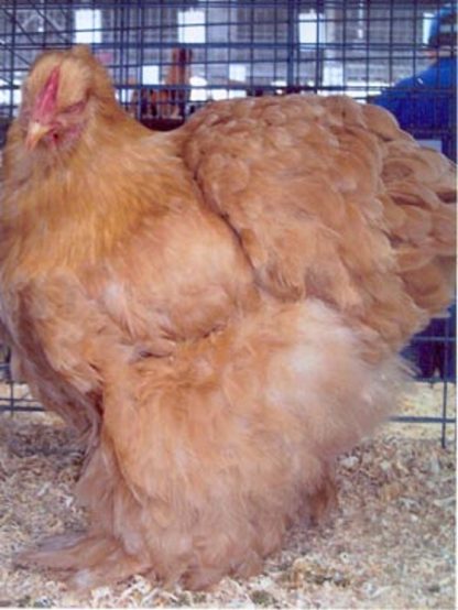 Buff Cochin Standard Chicken Hen