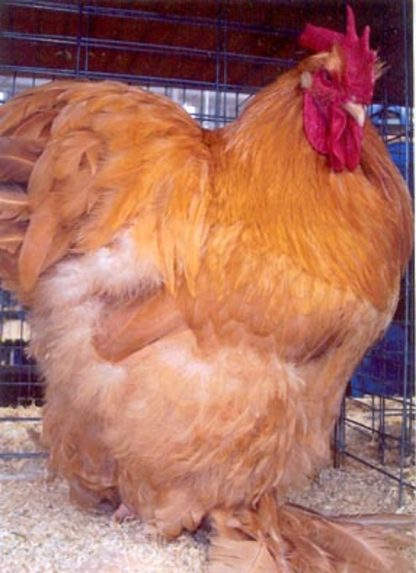 Buff Cochin Standard Chicken