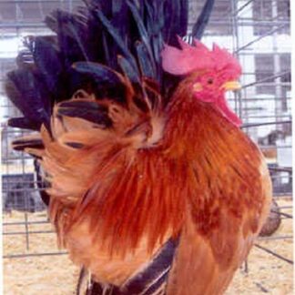 Black Tailed Buff Japanese Bantam Rooster