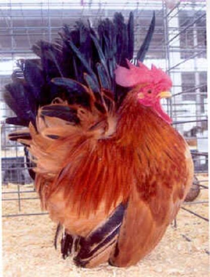 Black Tailed Buff Japanese Bantam Rooster