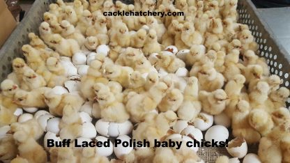 Buff Laced Polish Chicks for Sale