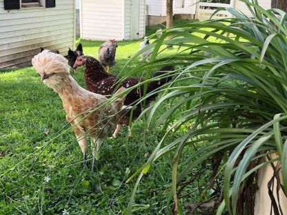 Buff Laced Polish Chicken Photo By Hannah