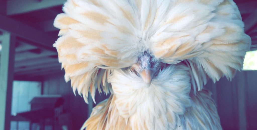 Buff Laced Polish Chicken Chicks for Sale Cackle Hatchery®