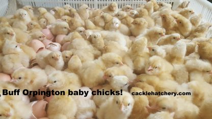 Buff Orpington chickens