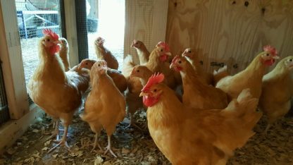 Buff Orpington chickens