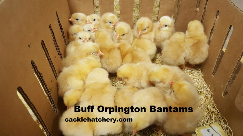 Buff Orpington Bantam Chicks For Sale Cackle Hatchery Buff Orpington Bantam Chicks For Sale Cackle Hatchery