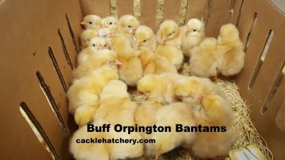 Buff Orpington Bantam Chicks