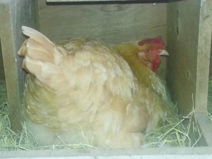 Buff Orpington chicken