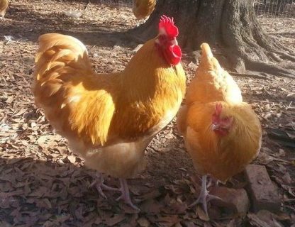 Buff Orpington chickens