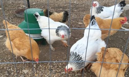 Buff Orpington chickens