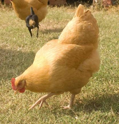 Buff Orpington chicken
