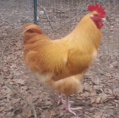 Buff Orpington chicken