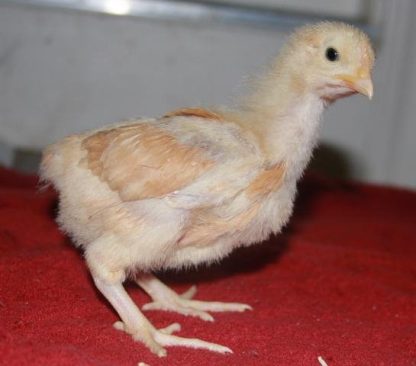 Buff Orpington chick