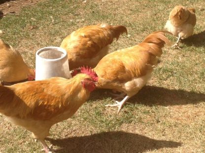 Buff Orpington chickens