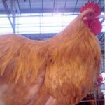 Buff Orpington Bantam