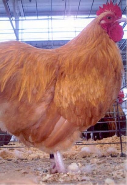 Buff Orpington Bantam