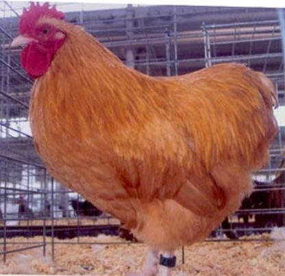 Buff Orpington Bantam