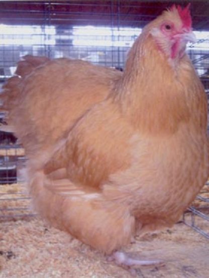 Buff Orpington Baby Chicks For Sale Poultry For Sale Cackle Hatchery