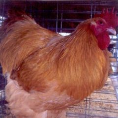 Buff Orpington Rooster Chicken