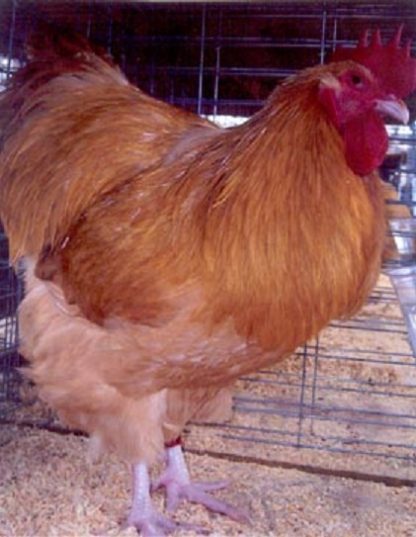 Buff Orpington Rooster Chicken