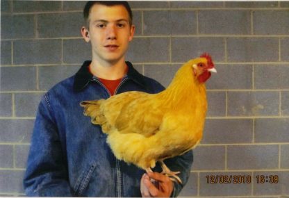 8 month old Buff Orpington Chicken Hen, Thank You Cackle Hatchery®! Austin, Iard, NC