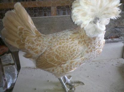 Buff Laced Polish Chicken