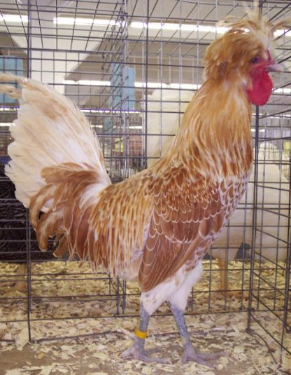 Non-Bearded Buff Laced Polish Chicken Rooster