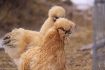 Buff Silkie Bantam Chicken