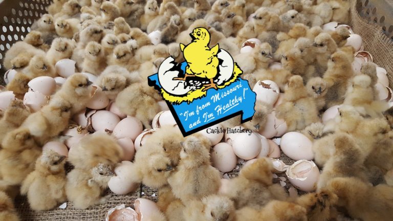 Buff Silkie Bantam Chicks