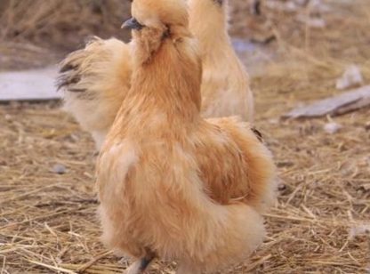 Buff Silkie Bantam Chicken