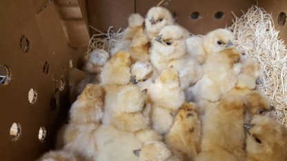 Buff Silkie Bantam