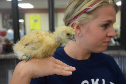 Buff Silkie Bantam Chicken