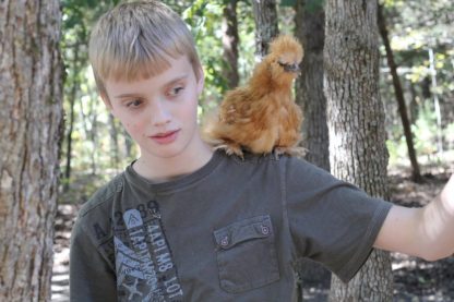 Buff Silkie Bantam Chicken