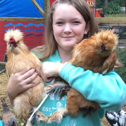 Buff Silkie Bantam Photo By Gretchen Prentice