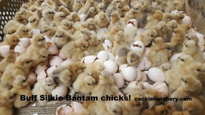 Buff Silkie Bantam Chicken