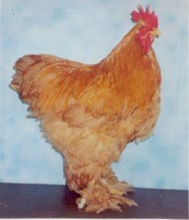 Buff Cochin Standard Chicken