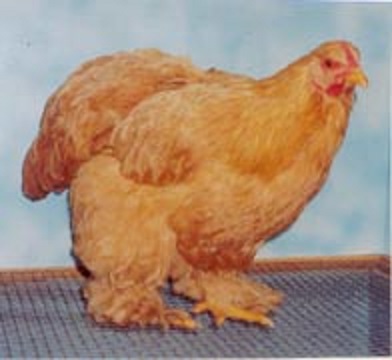 Buff Cochin Standard Chicken Hen 12