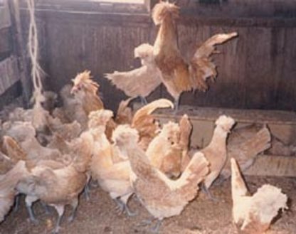 Flock of Non-Bearded Buff Laced Polish Chickens
