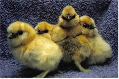 Day Old Buff Silkie Bantam Chicks