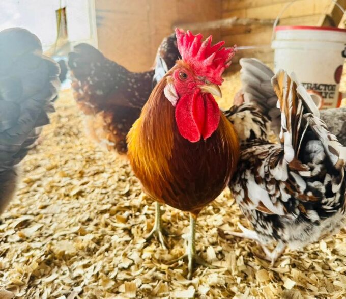 Sicilian Buttercup - Image 40