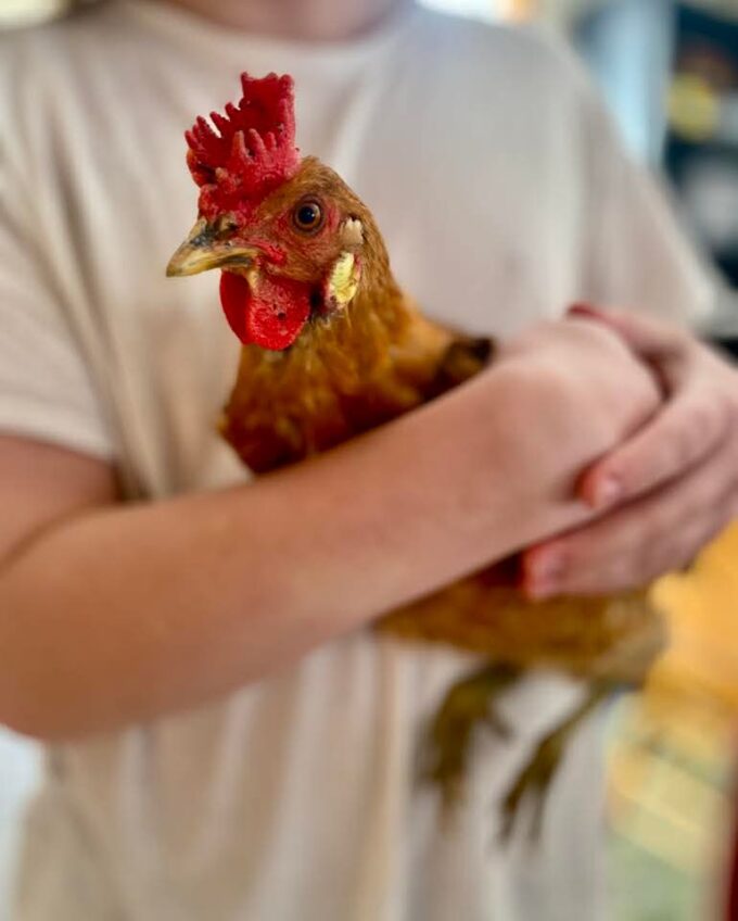 Sicilian Buttercup - Image 41