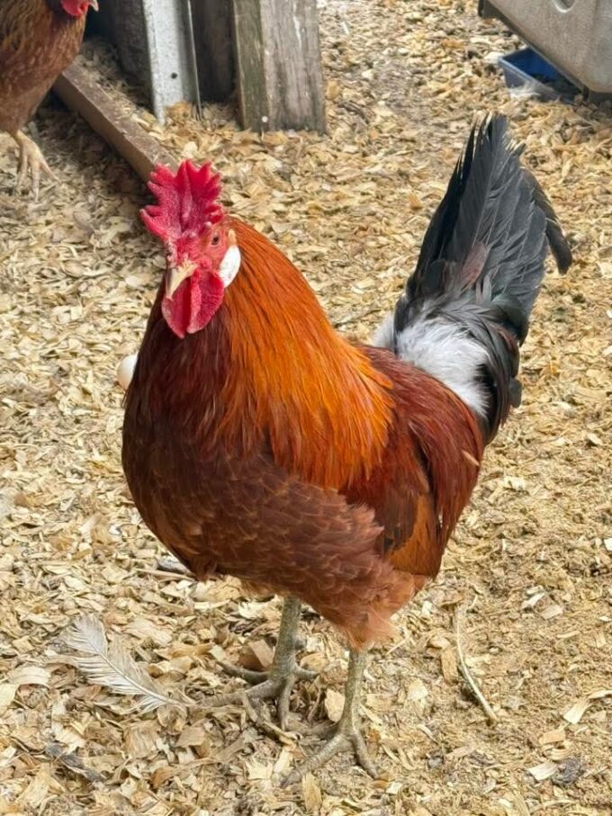 Sicilian Buttercup - Image 42