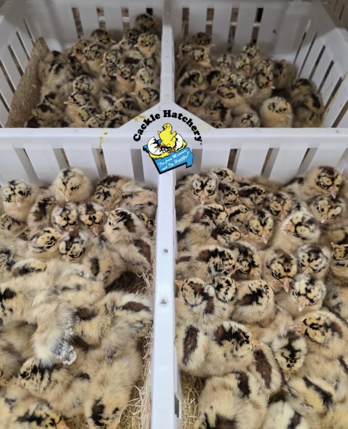 Sicilian Buttercup - Image 43