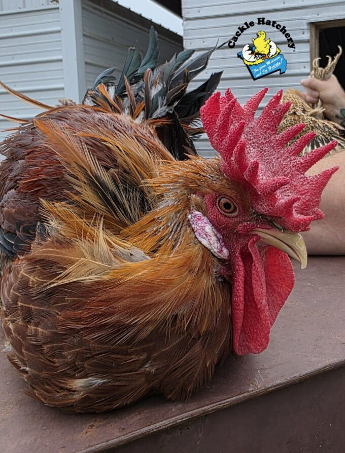 Sicilian Buttercup - Image 44