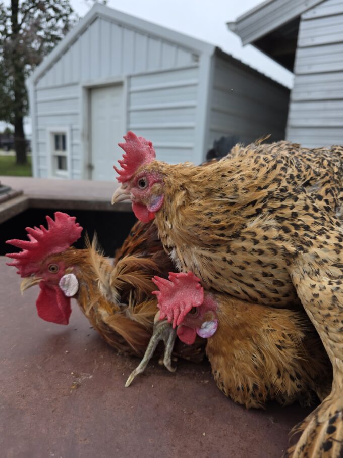Sicilian Buttercup - Image 45