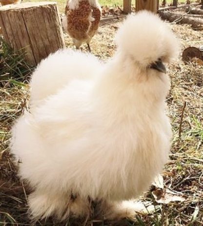 White Silkie Bantam