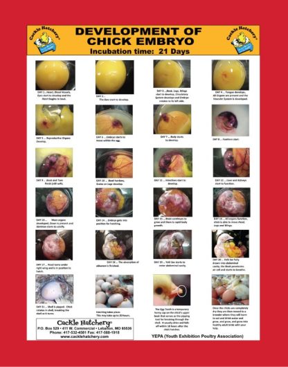 Cackle Embryo Poster